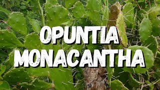 Opuntia Monacantha Tudo Sobre Esse Cacto [upl. by Anaihs]