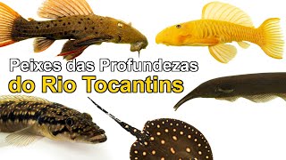 Peixes das profundezas do rio Tocantins [upl. by Allemaj]