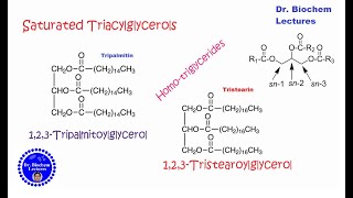 Triacylglycerols Introduction structure and properties [upl. by Yllier]