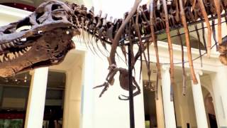 Field Museum Chicago  Dinosaurs [upl. by Thorma]