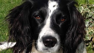 Why To Get An English Springer Spaniel [upl. by Eldredge860]