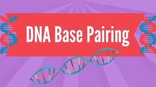 DNA Base Pairing [upl. by Negah]