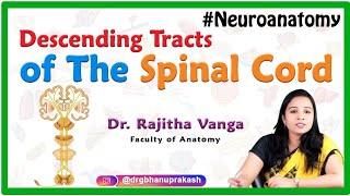 Descending Tracts of The Spinal Cord  Neuroanatomy [upl. by Petrick619]