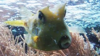 HD Moo Cowfish in da tank  Kuhfisch  Allwetterzoo Münster 2130 [upl. by Sherline]