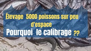 pisciculture projets 5000 alevins  pourquoi le calibrage [upl. by Ennyl]