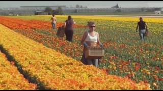 Tulpen Koppen Noordwijk 20409 [upl. by Hanleigh571]