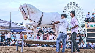 New Horse Dance 2024  New Rajasthani Song 2024  horsedance viral priyanshu [upl. by Sink]