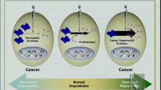 The Ubiquitin Protoelytic System [upl. by Neff471]