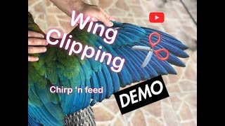 Man Takes Flight With Custom Built Bird Wings [upl. by Auqenwahs]