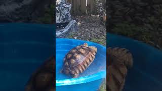 Assata the Tortoise Running From Bath Time 🫧🫧🚿🐢 [upl. by Ahsyekal]