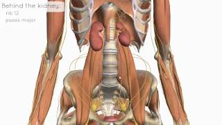 Location and Relations of the Kidney  3D Anatomy Tutorial [upl. by Suoicerp]