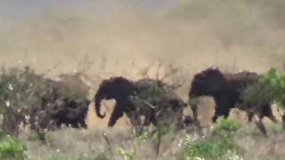 Stampeding Elephants [upl. by Dode]