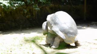 REPRODUCTION DE TORTUES GEANTES [upl. by Pelaga]