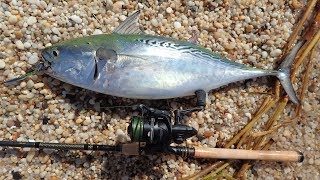 False Albacore Surfcasting  Penn Conflict II Reel Review [upl. by Rem68]