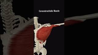 coracobrachialis musclethephysiodoctoranatomyphysioworldhumanbodyfootphysiotharapist [upl. by Hnaht518]