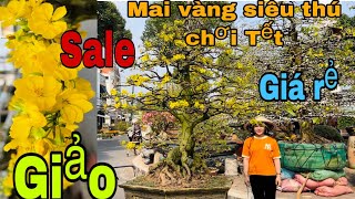 Mai vàng siêu thú chơi Tết giảo giá rẻ ngày 522023 Xuân 0776000017 [upl. by Orella]