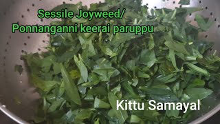 Ponnanganni keerai paruppu recipea healthy side dish with Sessile joyweed and dhal [upl. by Sansen]