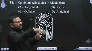 Cambium cells divide in which plane [upl. by Ydnal]