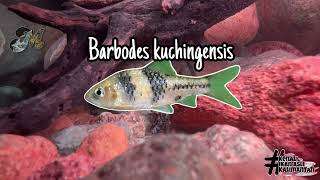 1 Hari 1 Ikan Kalimantan Edisi Ikan Barbodes everetti  Marcel Clown Barb Barb Endemik Kalimantan [upl. by Avin]