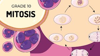 Mitosis [upl. by Nyladnek658]