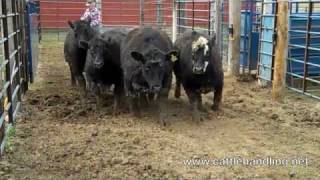 Facility Design Bud Box Cattle Handling amp Stockmanship [upl. by Einnhoj]