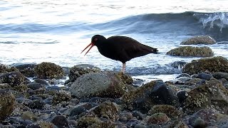 Black Oystercatcher Calling amp Feeding [upl. by Colburn]