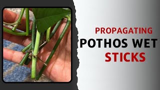 How to Propagate Leafless Pothos Vines  Propagating Wet Stick Pothos  Common Propagation Mistakes [upl. by Brookner]