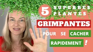 5 superbes PLANTES GRIMPANTES pour se CACHER RAPIDEMENT [upl. by Lyman]