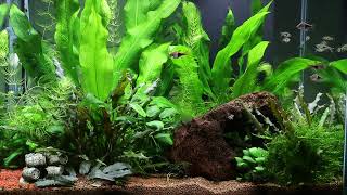 Aquarium HD Ciano Emotions Pro 60 with Rasbora tropical fish and plenty of plants Canon EOS M6 [upl. by Ahsinid]