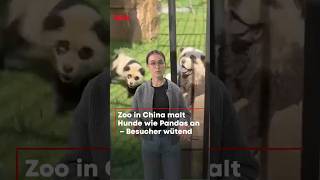 China Hunde als Pandas im Zoo angemalt [upl. by Eerized]