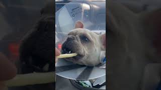 Our French Bulldog after her knee surgery Frenchie surgery [upl. by Nitsed]