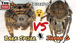 SUBSCRIBERS REQUEST BARK Spider VS JAPAN G MONSTER Spider Fight [upl. by Ellahcim]