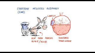 Radical Health Benefits of Autophagy [upl. by Jo]