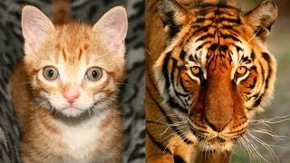 Are Domestic Cats Like Tigers [upl. by Anihsat]