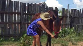 Fantastic Horse Training How To Teach Your Horse At Home [upl. by Teressa206]