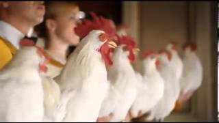 Amazing Foster Farms chickens sing Dont You Want Me [upl. by Landsman]