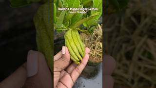 Buddha Hand Finger Lemon 🍋 Plant 🌱 Available [upl. by Pippo745]