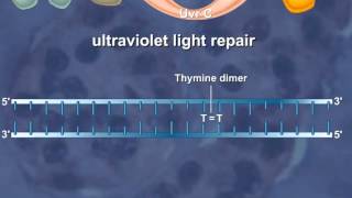 Nucleotide Excision Repair of the DNA HD Animation [upl. by Danielson]