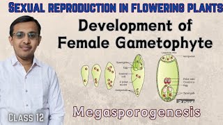 The PistilMegasporangium and Embryo Sac Class 12MegasporogenesisSexual reproduction in plants [upl. by Ahsikel]