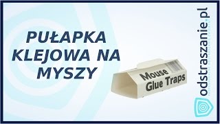 Pułapka klejowa na myszy STV 182 Myszy w domu Jak złapać mysz [upl. by Ahseer]