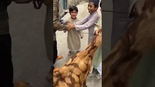 bakra eid mubarak 2024 reels youtube jaipur love love youtuber youtubeshorts [upl. by Adnoel]