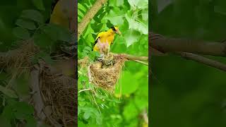 The black hooded oriole is a member of the oriole family of passerine birds viralshortvideo [upl. by Cutler]