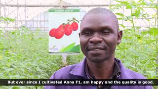 Seminis Hybrid Tomato Greenhouse and Open field Anna F1 in Africa [upl. by Elleuqar698]