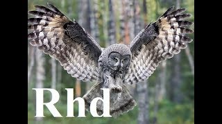 Owls Nature Birds 2018 HD Documentary [upl. by Krasnoff340]