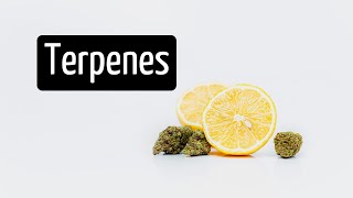 What Do Terpenes Do Stop and Smell the Terpenes  Discover Marijuana [upl. by Asa]