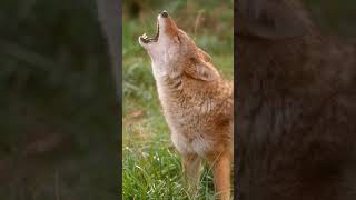 Coyote Howl [upl. by Adamski]