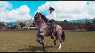 Rancho Chele  MMG Picaflor  Caballo Costarricense de Paso  Pérez Zeledón CR [upl. by Cull455]