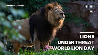 World Lion Day 2023  How do we conserve our Asiatic Lions [upl. by Isidoro]