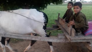 The Small Rider  Bull Cart Ride By Small Childern [upl. by Ahsina]