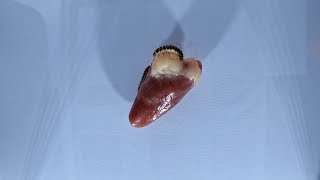 Flesh Eating Larvae VS Chicken Heart Timelapse [upl. by Ianahs278]